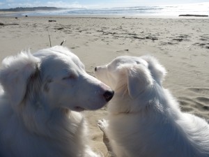Another glorious day along the Oregon Coast near Newport in...February. Truly white dog weather.