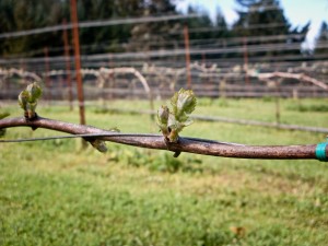 Another reason for grafting over is in the case of not knowing when bud break is. If a varietal sensitive to frost is planted in a “little hollow” of a vineyard, the winemaker might regraft with one that breaks bud two-three weeks later like syrah. syrah bud. Photo courtesy of Reustle-Prayer Rock Vineyard. 