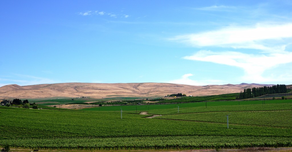 Grape vines and fruit trees rolling along its floor and hillsides are Yakima Valley’s version of a red carpet for visitors to this idyllic wine country getaway. Photo courtesy of Viki Eierdam.   