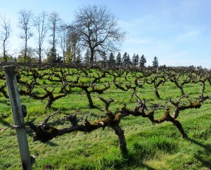 Some of the gorgeous 35-year old pinot noir vines at English Estate Winery.