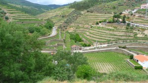 Distinctive stepped terraces rise from the valley floor to flank both sides of the Douro River between Peso de Régua and Pinhão. Viki Eierdam 