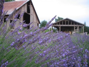 Heisen House Vineyards is still abloom from their recent lavender festival. This historic farm is the perfect backdrop for Friday night live music from 6-9 pm, dinner-for-purchase and beautiful, boutique wines. Michele Bloomquist
