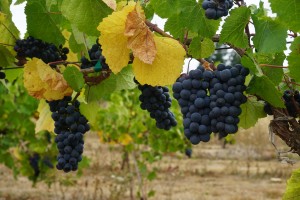 Daybreak Cellar’s winemaker, Roger Rezabek, intends to harvest some pinot noir in the coming weeks for his first estate-grown bottling. Viki Eierdam