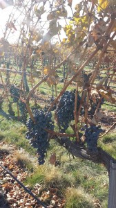 Confluence Vineyards and Winery is hosting their annual Harvest in the Vineyard this Saturday, October 17th and Sunday, October 18th from noon-6 pm. Come enjoy local artisans, food, music and grape crushing. Confluence Vineyards