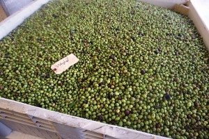 Olives awaiting the milling process at the Oregon Olive Mill in Dayton, Oregon. Photo courtesy of Dan Eierdam. 