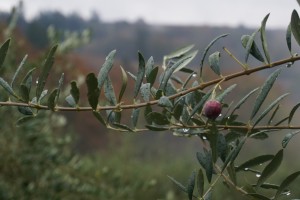 Oregon Olive Mill, the first commercial olive mill in the Northwest, seeks to propagate cold-climate olive trees in a similar vein to Lett and Erath of Oregon pinot noir fame. Photo courtesy of Dan Eierdam. 