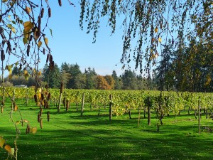 Acres under vines in Clark County grows with each passing year. Enjoy a taste of local in Southwest Washington Wine Country this Memorial Weekend. Viki Eierdam 
