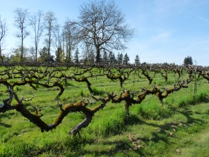 Clark County is currently home to 18 wineries and tasting rooms. Enjoy a taste of local in Southwest Washington Wine Country this Memorial Weekend. Dan Eierdam