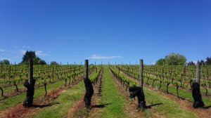 Stavalaura Vineyards and Winery has five acres under vines and 20 more prepped for planting. Viki Eierdam 