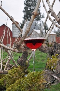 English Estate Winery is home to 36-year-old pinot noir vines that make truly terroir-driven wines. English Estate Winery