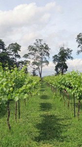 Estate sauvignon blanc vines were planted at English in 2005. English Estate Winery