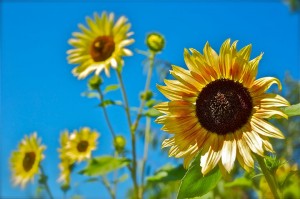Ode to the Sunflower is happening at Heisen House Vineyards Saturday, August 27 from 12-9 p.m. Photo courtesy of Dawayn Babb