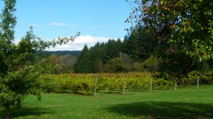 All 11 wineries and tasting rooms of the Southwest Washington Winery Association will offer wine & food pairings this Labor Day Weekend. Viki Eierdam 
