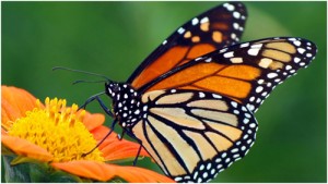 Monarch butterfly