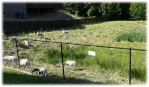 goats on sotrm water facility