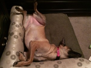 My dog, Nema, demonstrating her yoga poses.