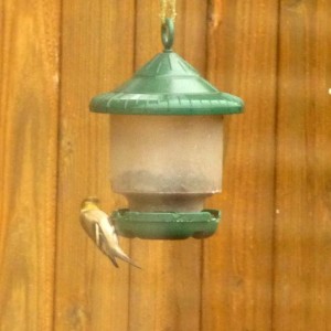 Again, not a blue bird. A gold finch on one of our hanging bird feeders.