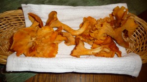 Some of the Chanterelle mushrooms we foraged today