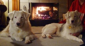 Challenge and Baby Girl drying off in front of the fire after their first baths