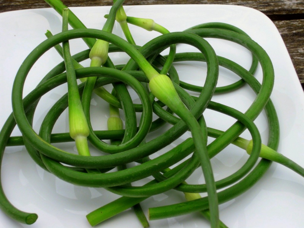 Garlic scapes. (Image courtesy of agardenforthehome.com). 