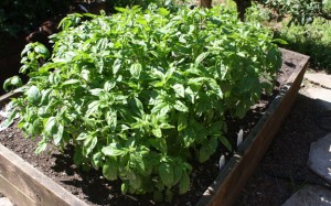 Basil Plants in Garden