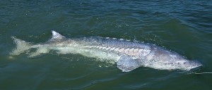 sturgeon 615208 615208 Sturgeon.jpg