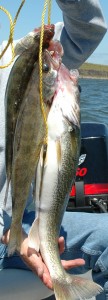 walleyes cropped