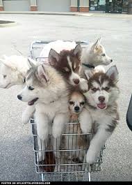 grocery cart2