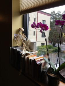 Skelly at Vancouver Yoga Center