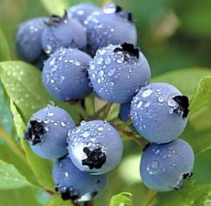 blueberry-fruit-clip-art-free-download