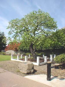 The Old Apple Tree.jpg