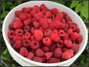raspberry 1 1