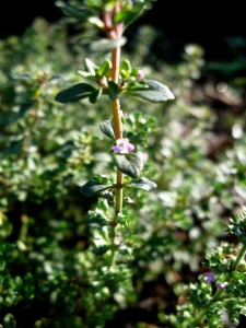 thyme blossom