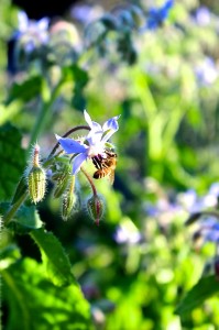 borage bee