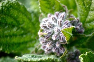 borage closeup