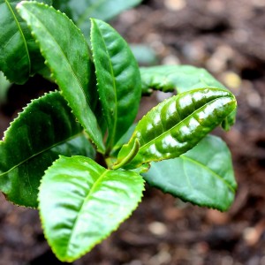 raised bed tea plant