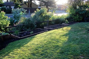 raised beds new dawn