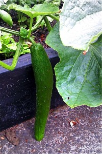 victory cucumber
