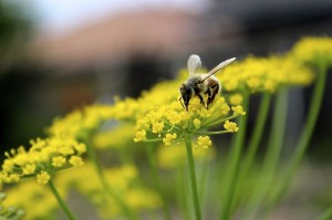 community garden bee