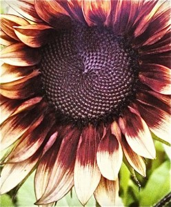 chocolate sunflower