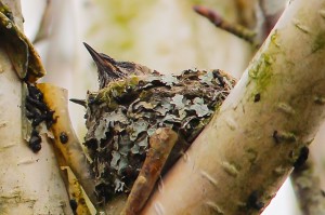 hummingbirdnest2