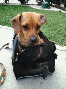 I am a carry-on bag dog