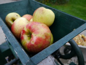 Malus Domestica