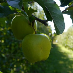 Malus Domestica