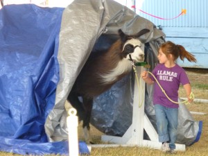Has the Fair inspired your kid to join 4-H?