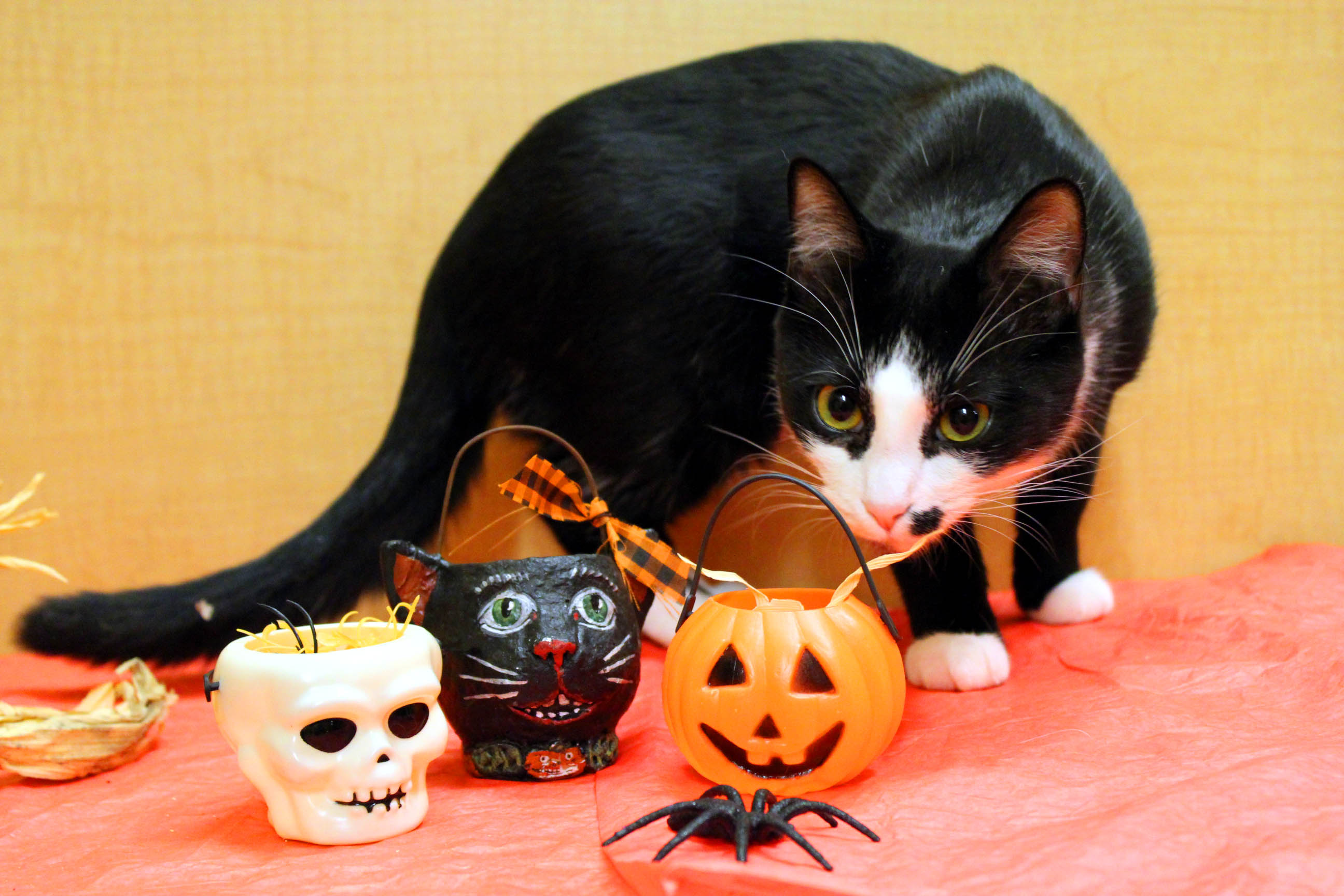 Halloween is a dangerous time for cats - Cat Tales