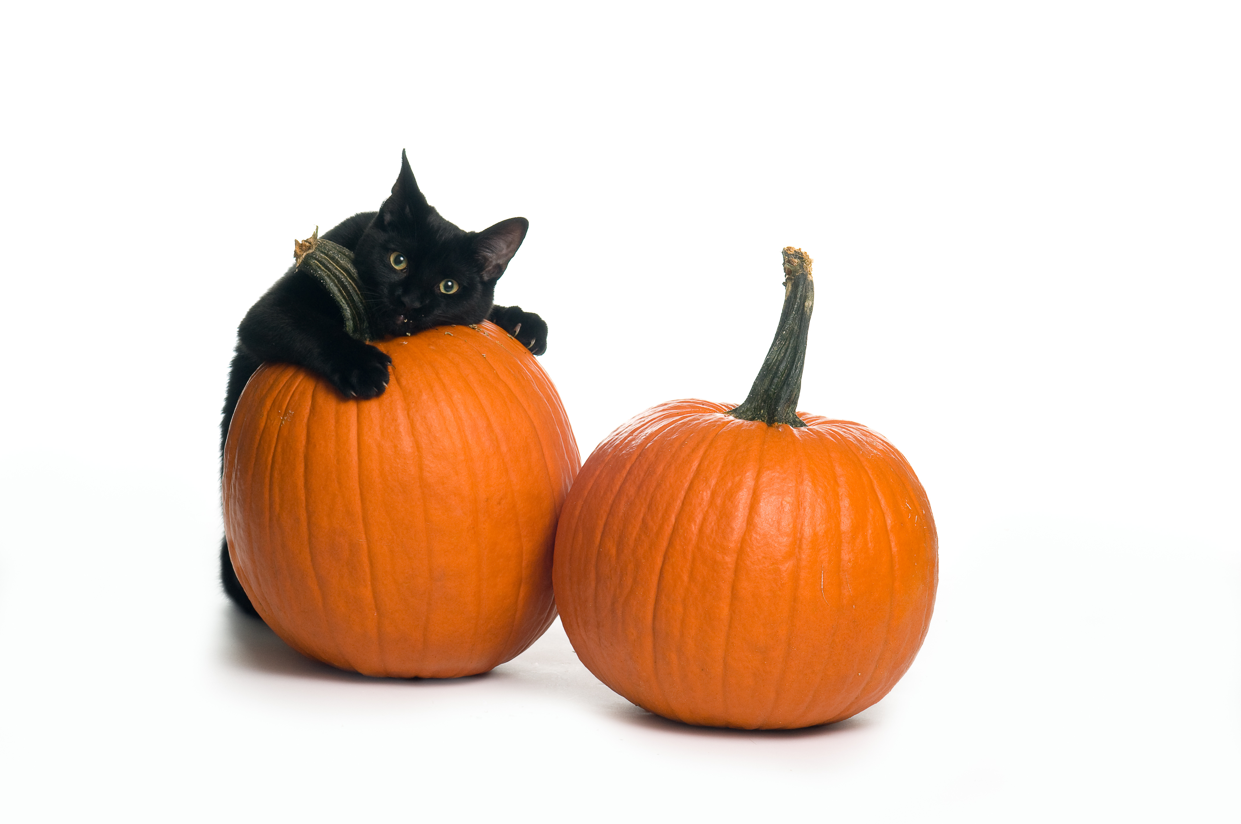 Your cat can enjoy the season's holidays with...pumpkin! Cat Tales