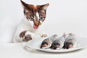 Fish Oil For Cats