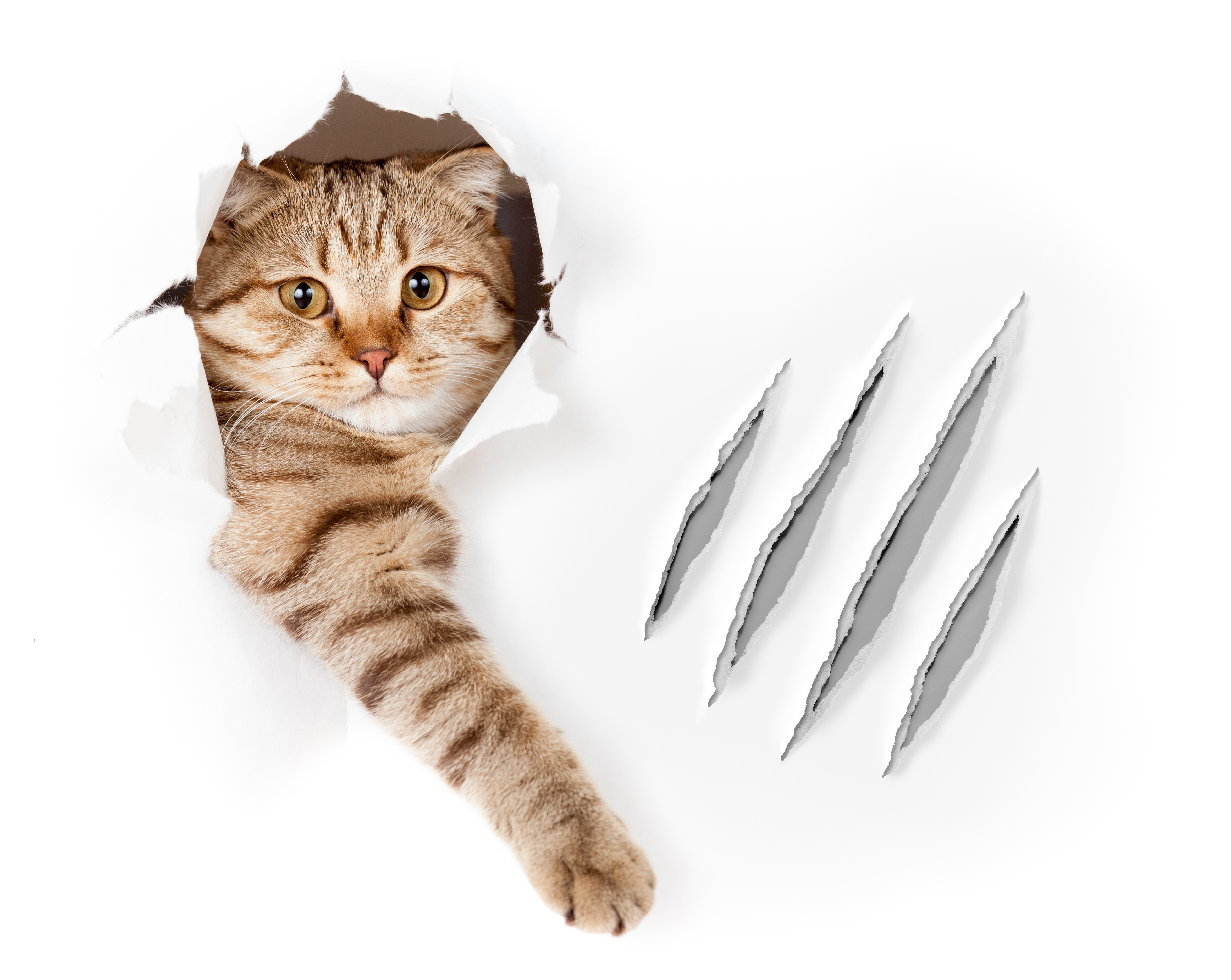 Paws Need Claws Prevent Scratching without Declawing! Cat Tales