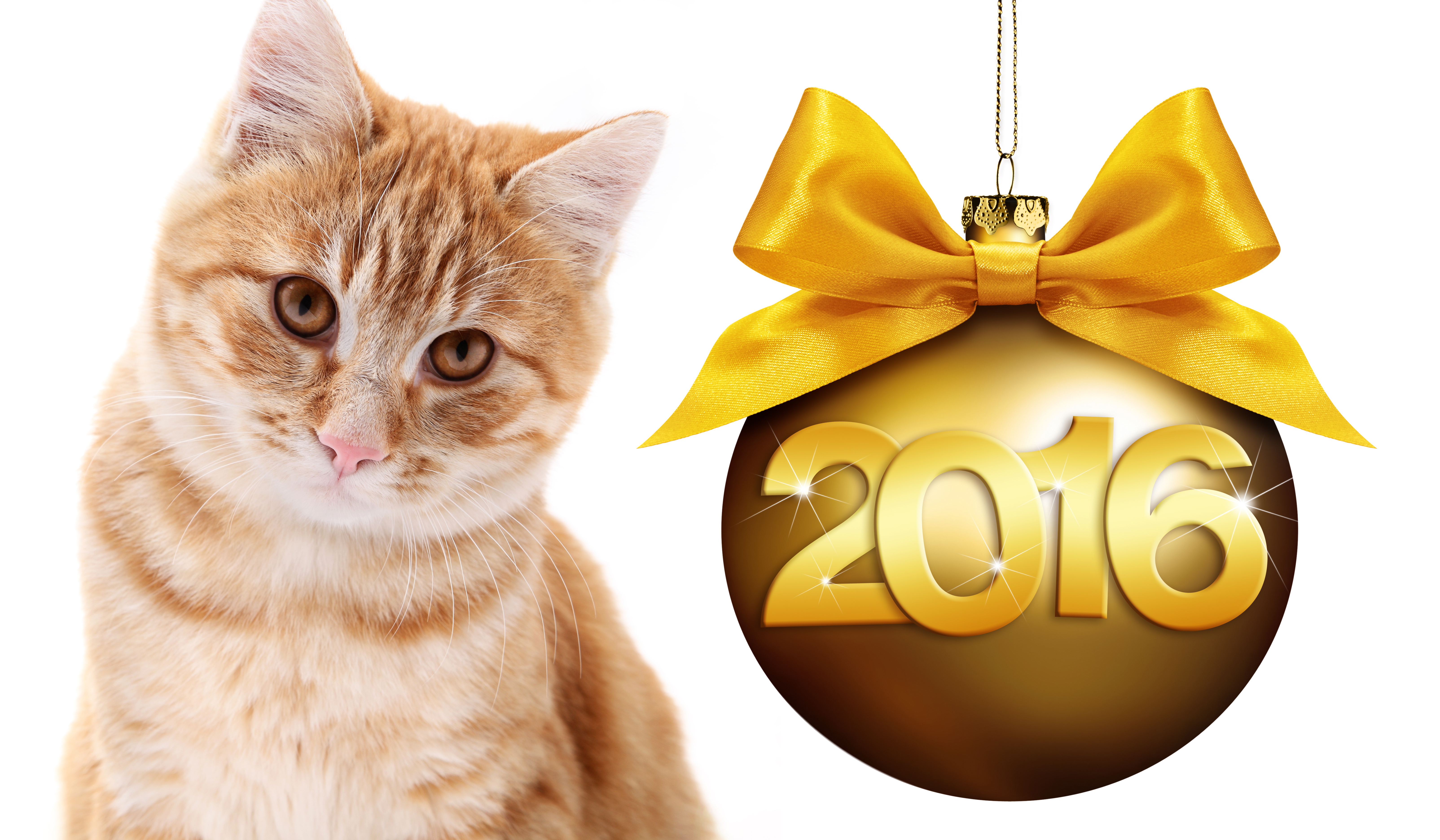 2016 Great Year for Cats